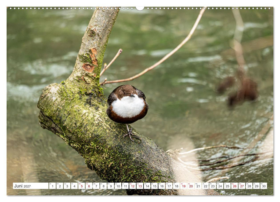 Wildvögel 2027 (CALVENDO Wandkalender 2027)