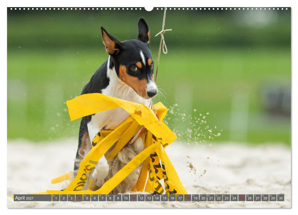 Der Basenji (CALVENDO Premium Wandkalender 2027)