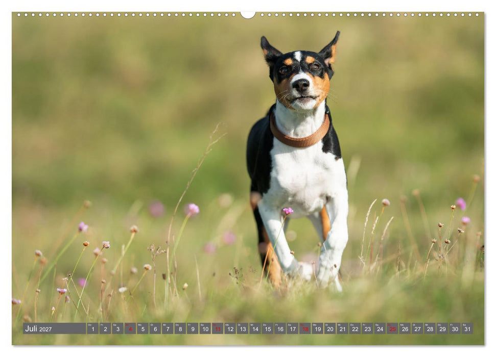Der Basenji (CALVENDO Premium Wandkalender 2027)