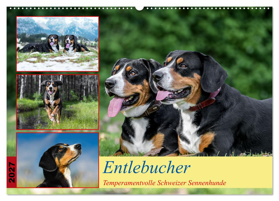 Entlebucher - Temperamentvolle Schweizer Sennenhunde (CALVENDO Wandkalender 2027)