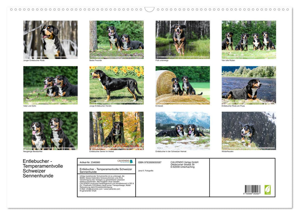Entlebucher - Temperamentvolle Schweizer Sennenhunde (CALVENDO Wandkalender 2027)
