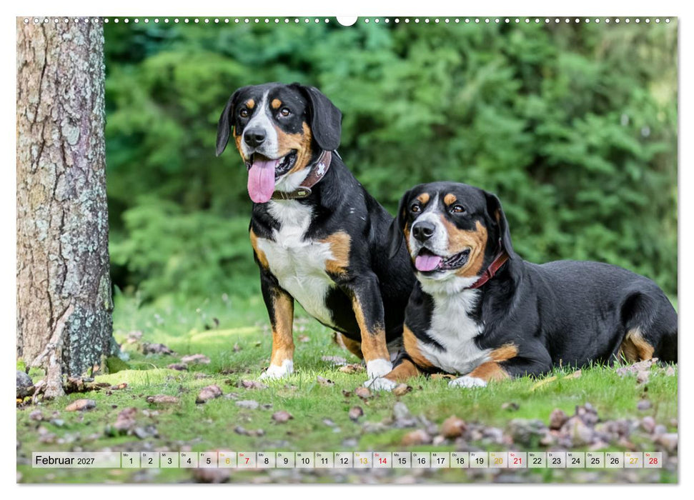 Entlebucher - Temperamentvolle Schweizer Sennenhunde (CALVENDO Wandkalender 2027)