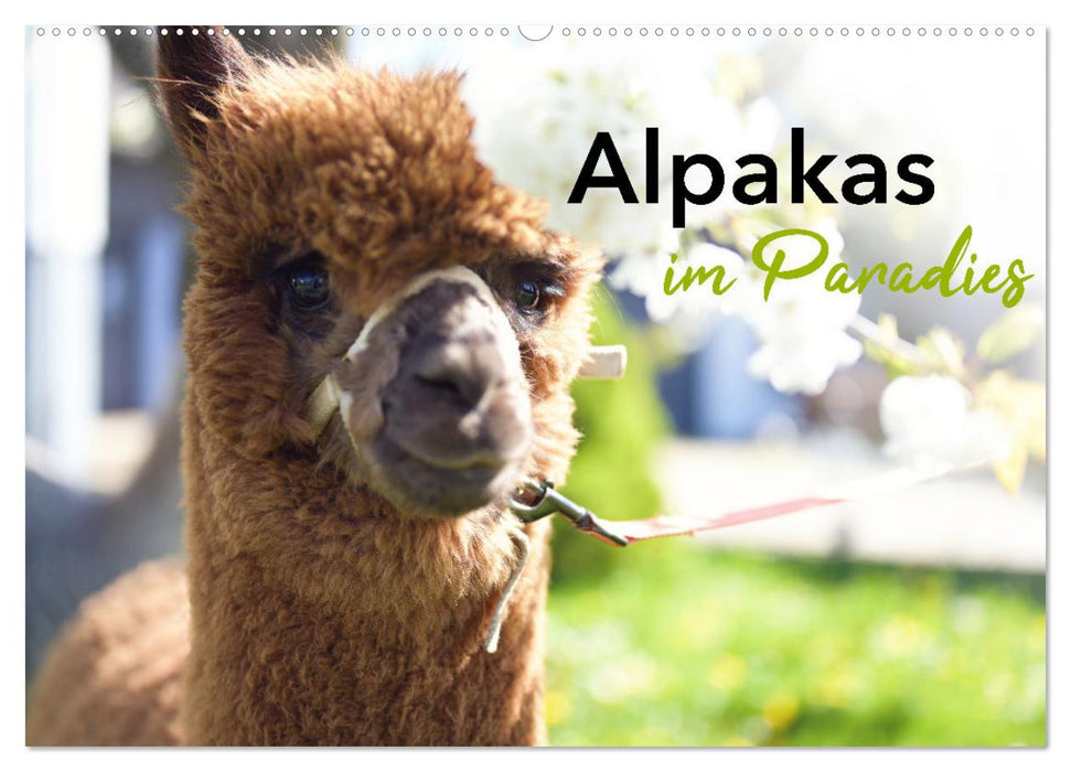 Alpakas im Paradies (CALVENDO Wandkalender 2027)