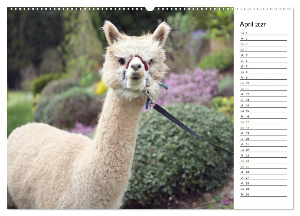 Alpakas im Paradies (CALVENDO Wandkalender 2027)