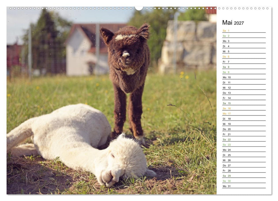 Alpakas im Paradies (CALVENDO Wandkalender 2027)