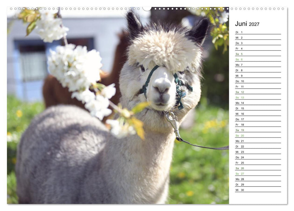 Alpakas im Paradies (CALVENDO Wandkalender 2027)