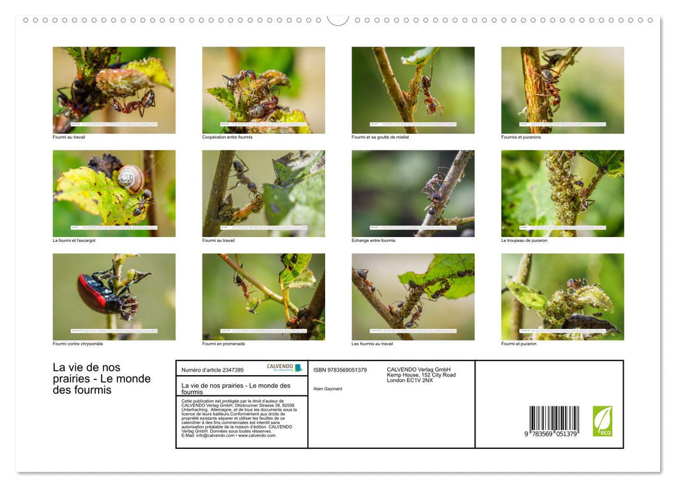 La vie de nos prairies - Le monde des fourmis (CALVENDO Calendrier supérieur 2027)