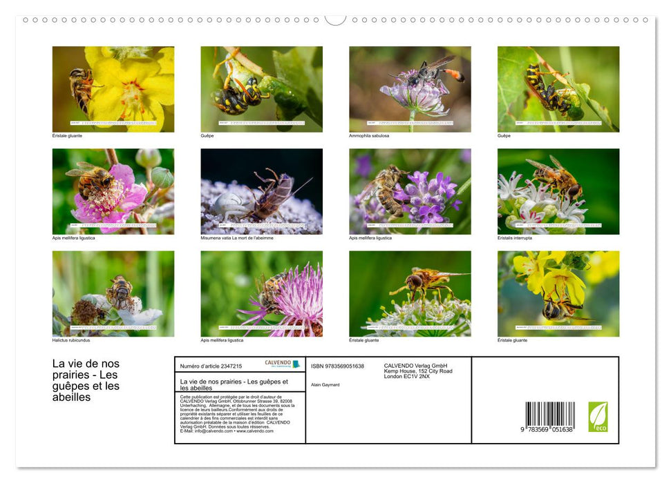 La vie de nos prairies - Les guêpes et les abeilles (CALVENDO Calendrier supérieur 2027)
