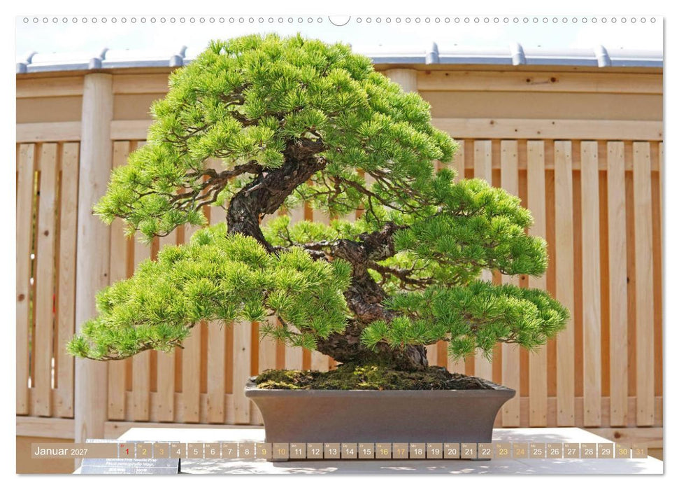 Gartenkunst aus Japan: Bonsai (CALVENDO Premium Wandkalender 2027)