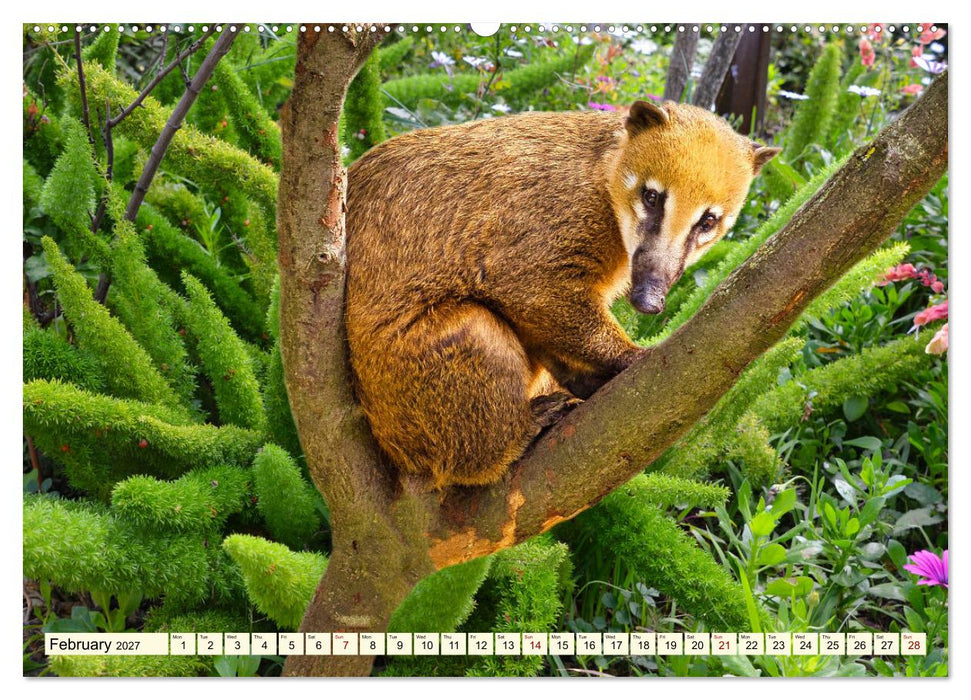 Small and large bears (CALVENDO Monthly Calendar 2027)