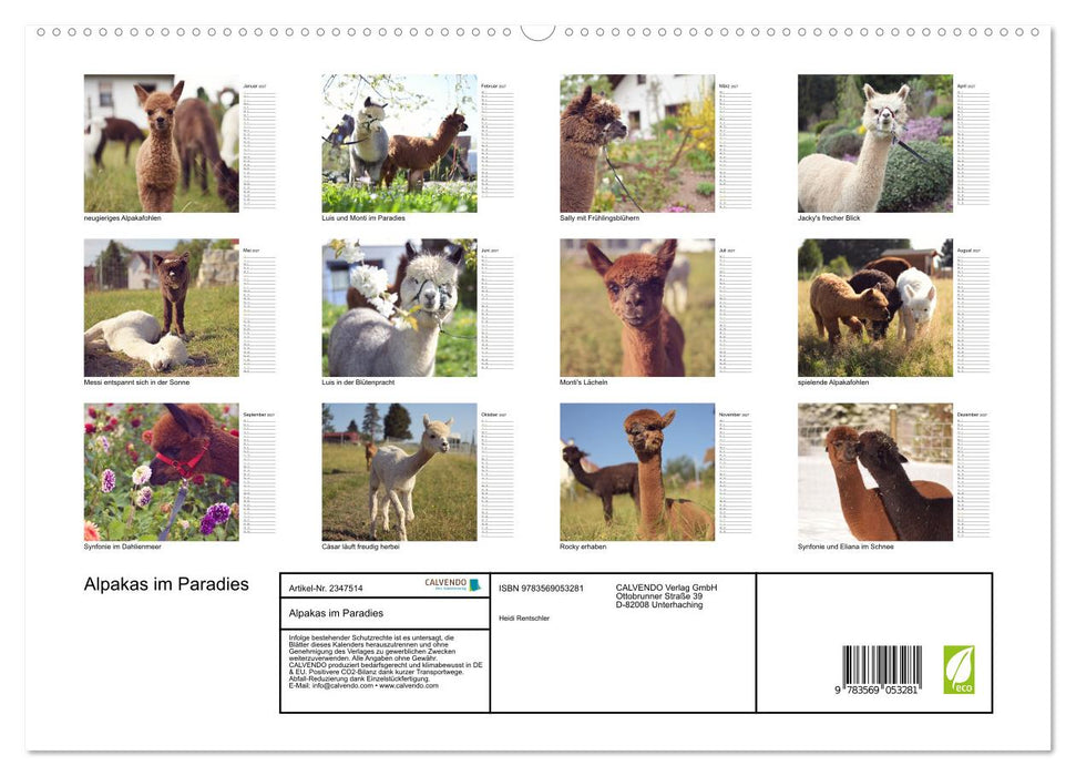 Alpakas im Paradies (CALVENDO Premium Wandkalender 2027)