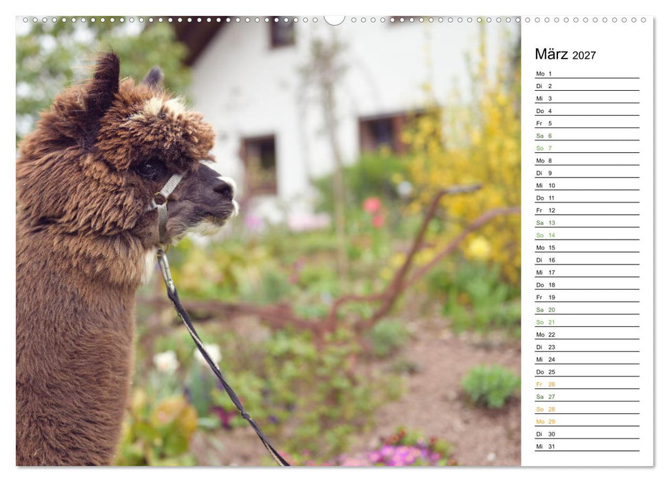 Alpakas im Paradies (CALVENDO Premium Wandkalender 2027)