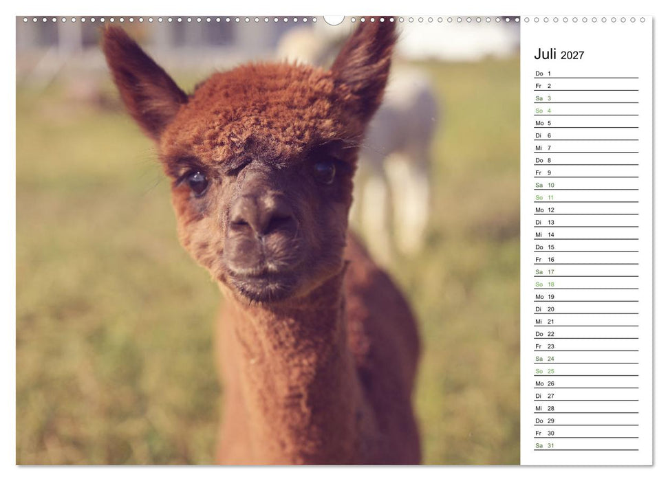 Alpakas im Paradies (CALVENDO Premium Wandkalender 2027)