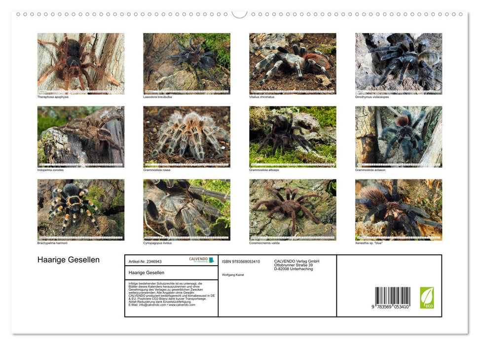 Haarige Gesellen (CALVENDO Premium Wandkalender 2027)