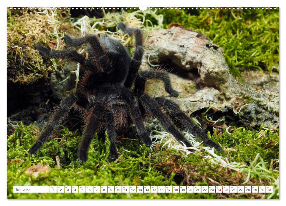 Haarige Gesellen (CALVENDO Premium Wandkalender 2027)