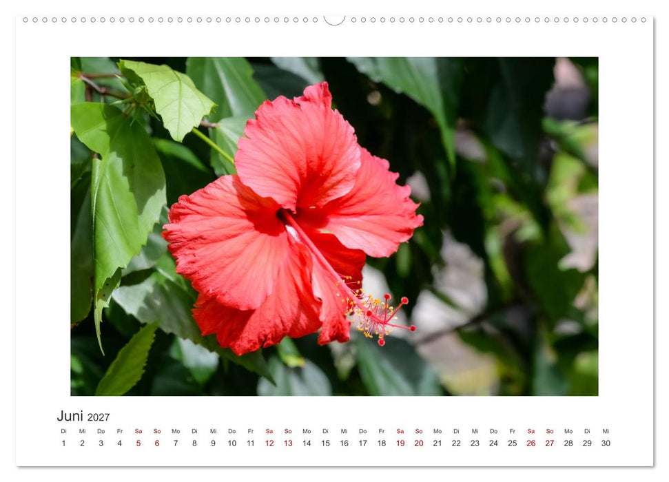 Seychellen - unterwegs mit Julia Hahn (CALVENDO Wandkalender 2027)