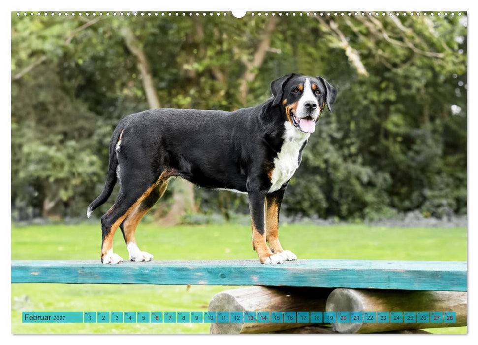 Große Schweizer - Gigantische Sennenhunde (CALVENDO Premium Wandkalender 2027)