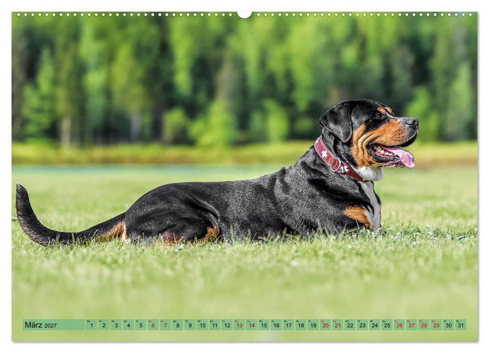 Große Schweizer - Gigantische Sennenhunde (CALVENDO Premium Wandkalender 2027)
