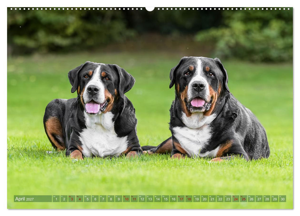 Große Schweizer - Gigantische Sennenhunde (CALVENDO Premium Wandkalender 2027)