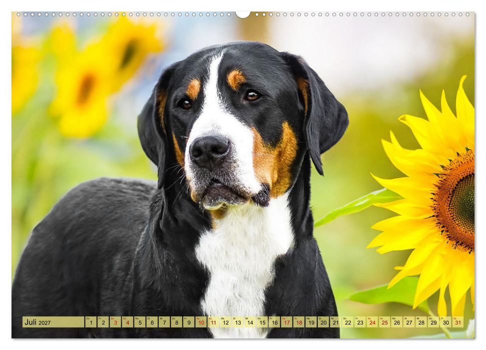 Große Schweizer - Gigantische Sennenhunde (CALVENDO Premium Wandkalender 2027)