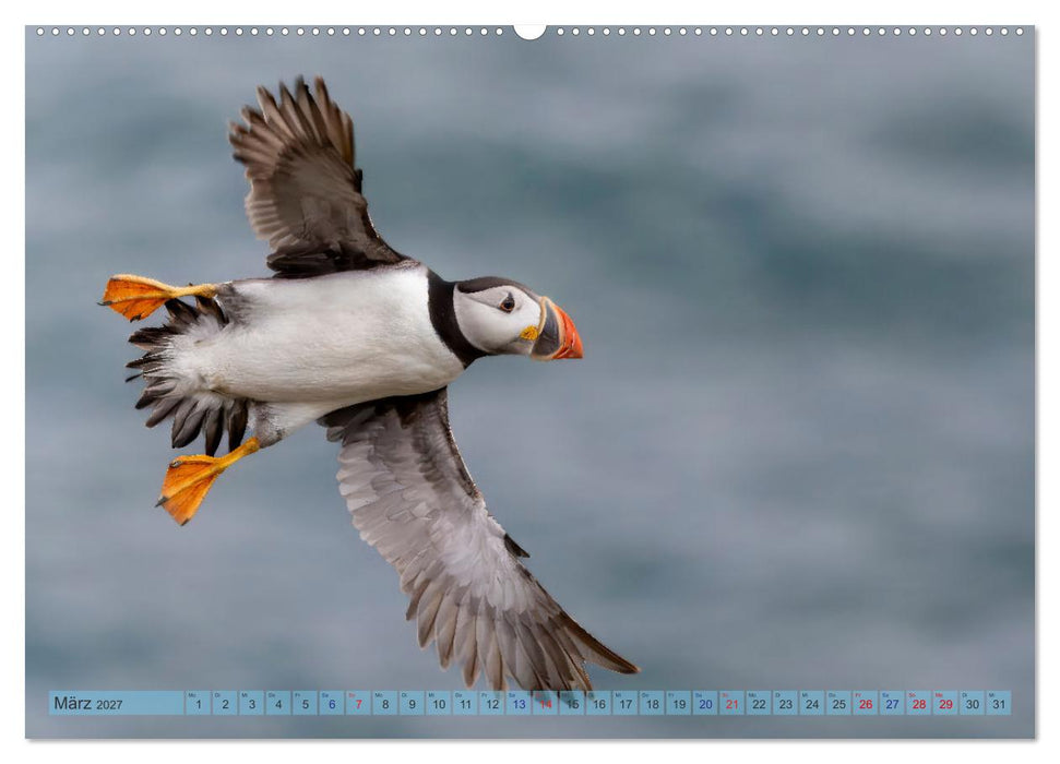 Papageientaucher - Farbenfrohe Flieger der Natur (CALVENDO Wandkalender 2027)