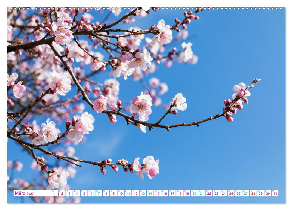 Freinsheim - So Wunderbar (CALVENDO Premium Wandkalender 2027)