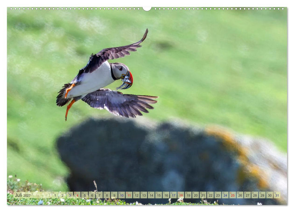Papageientaucher - Farbenfrohe Flieger der Natur (CALVENDO Premium Wandkalender 2027)