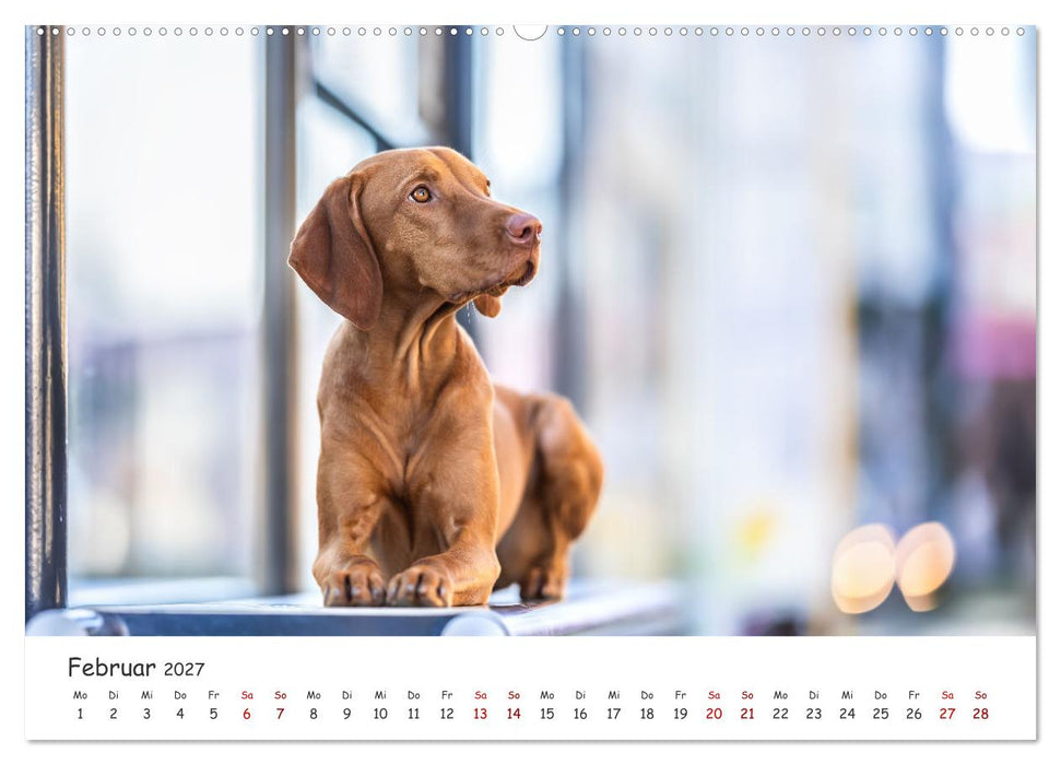 Berlin City Dogs - Berliner Hunde (CALVENDO Wandkalender 2027)