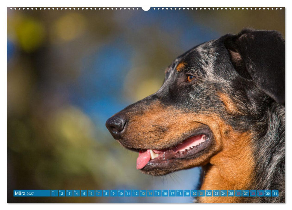 Der Beauceron (CALVENDO Wandkalender 2027)