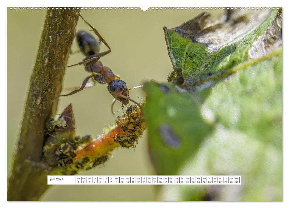 La vie de nos prairies - Le monde des fourmis (CALVENDO Calendrier mensuel 2027)