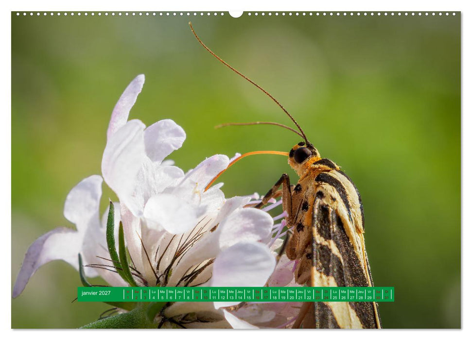 La vie de nos prairie, les papillons (CALVENDO Calendrier supérieur 2027)