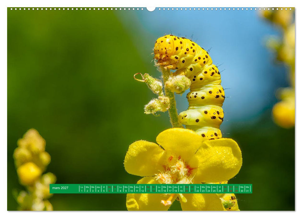 La vie de nos prairie, les papillons (CALVENDO Calendrier supérieur 2027)