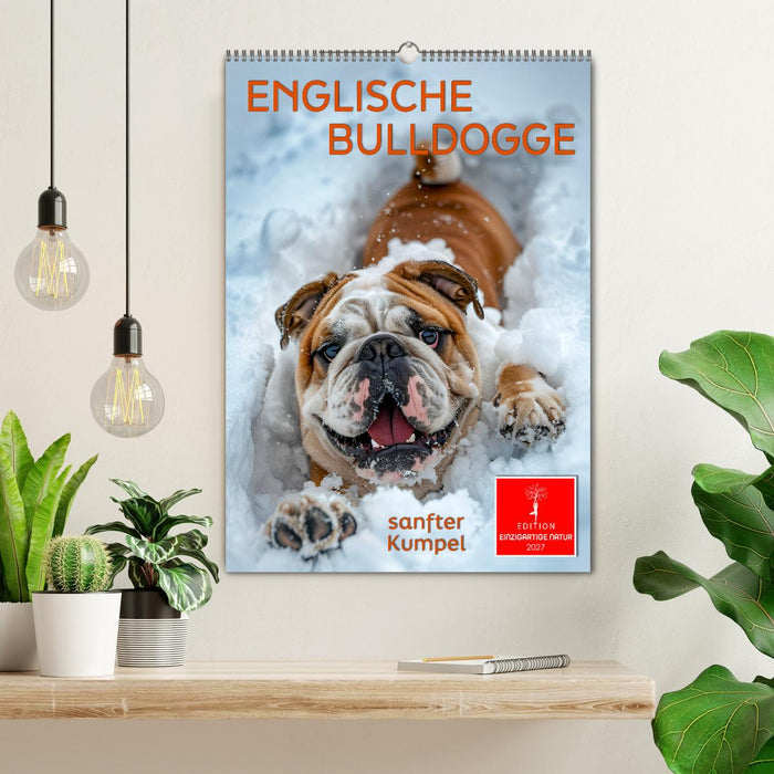 Englische Bulldogge - sanfter Kumpel (CALVENDO Wandkalender 2027)