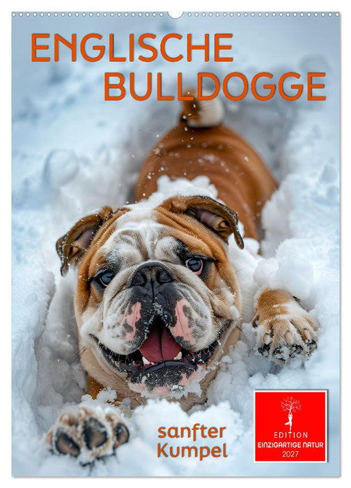 Englische Bulldogge - sanfter Kumpel (CALVENDO Wandkalender 2027)