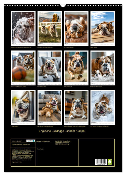Englische Bulldogge - sanfter Kumpel (CALVENDO Wandkalender 2027)