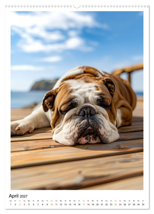 Englische Bulldogge - sanfter Kumpel (CALVENDO Wandkalender 2027)