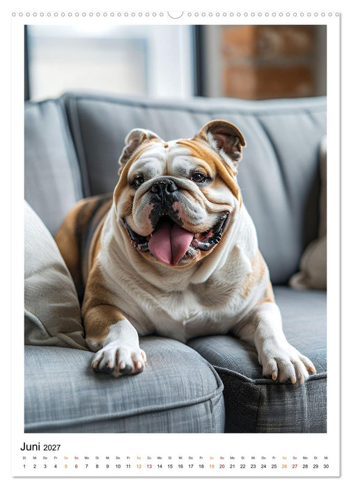 Englische Bulldogge - sanfter Kumpel (CALVENDO Wandkalender 2027)