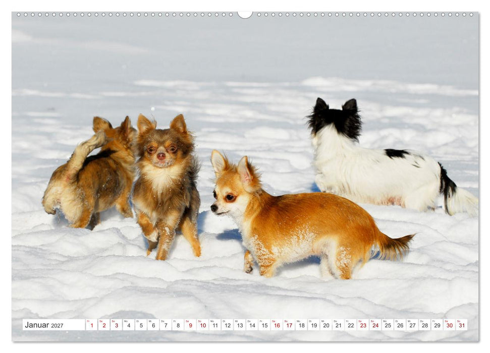 Enegiebündel Chihuahua - Temperament auf vier Pfoten (CALVENDO Premium Wandkalender 2027)