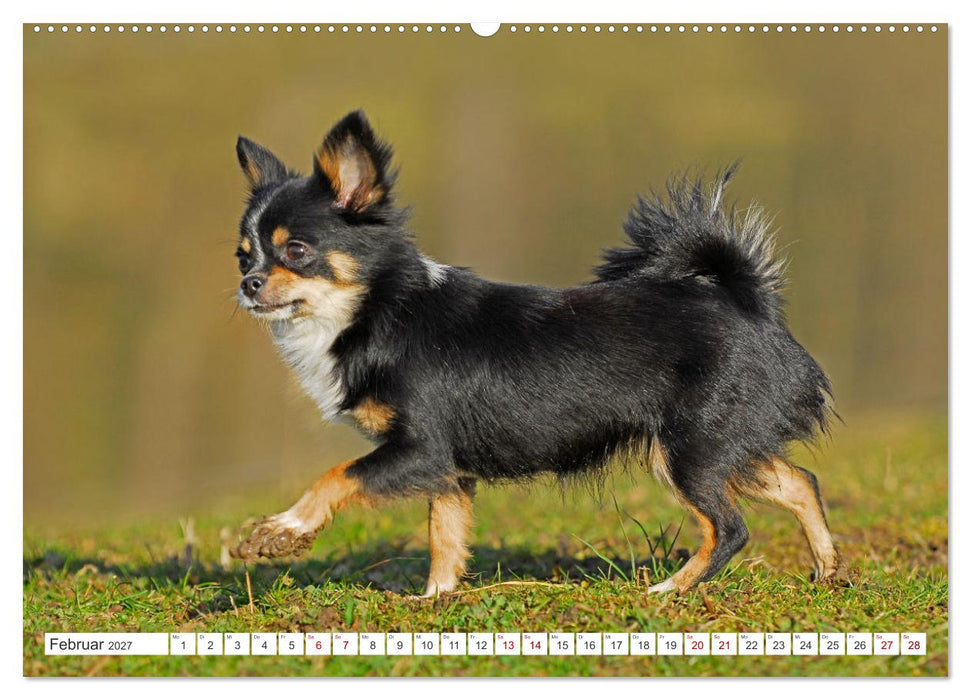 Enegiebündel Chihuahua - Temperament auf vier Pfoten (CALVENDO Premium Wandkalender 2027)