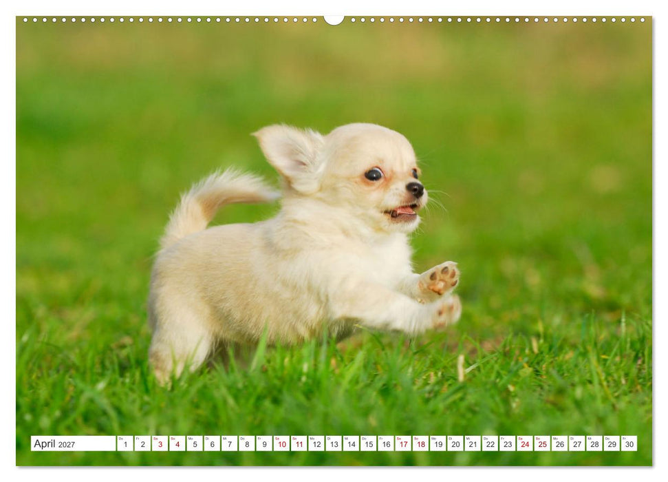Enegiebündel Chihuahua - Temperament auf vier Pfoten (CALVENDO Premium Wandkalender 2027)