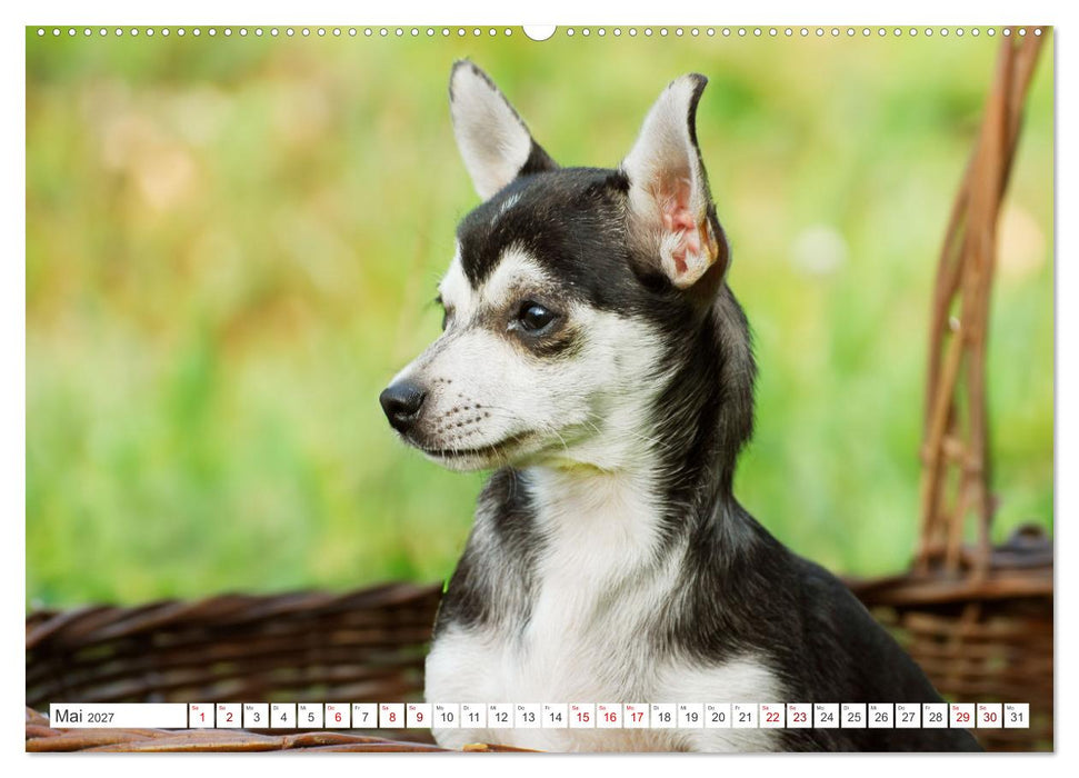 Enegiebündel Chihuahua - Temperament auf vier Pfoten (CALVENDO Premium Wandkalender 2027)