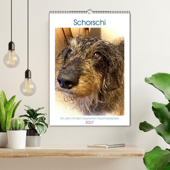 Schorschi – Ein Jahr mit dem bayrischen Rauhhaardackel (CALVENDO Wandkalender 2027)