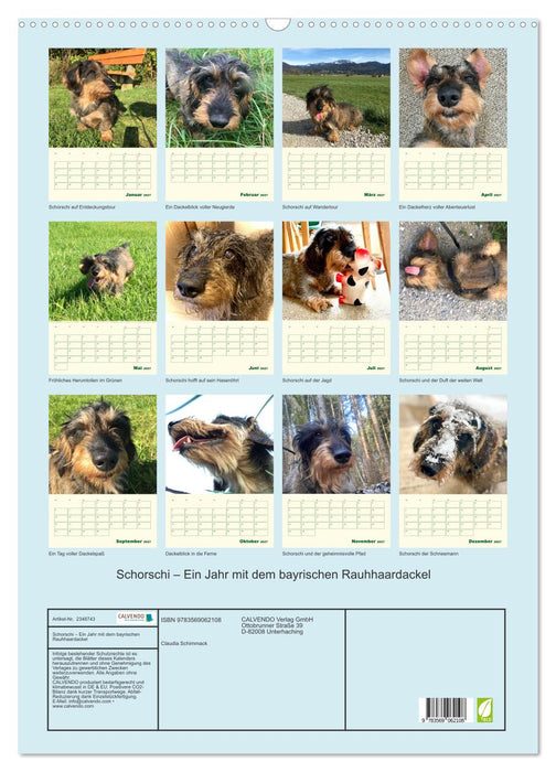 Schorschi – Ein Jahr mit dem bayrischen Rauhhaardackel (CALVENDO Wandkalender 2027)