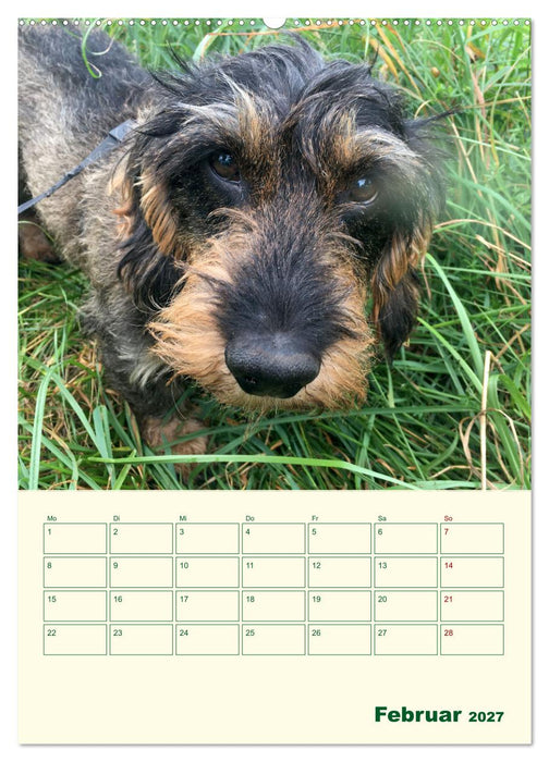 Schorschi – Ein Jahr mit dem bayrischen Rauhhaardackel (CALVENDO Wandkalender 2027)