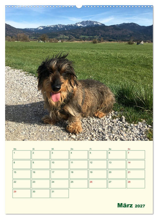 Schorschi – Ein Jahr mit dem bayrischen Rauhhaardackel (CALVENDO Wandkalender 2027)