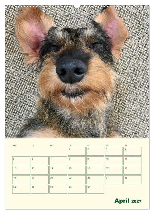 Schorschi – Ein Jahr mit dem bayrischen Rauhhaardackel (CALVENDO Wandkalender 2027)