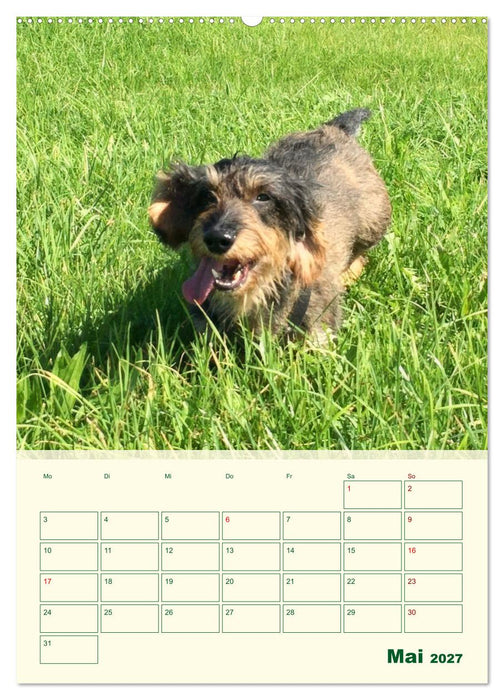 Schorschi – Ein Jahr mit dem bayrischen Rauhhaardackel (CALVENDO Wandkalender 2027)