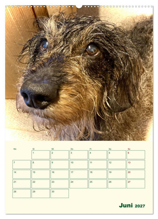 Schorschi – Ein Jahr mit dem bayrischen Rauhhaardackel (CALVENDO Wandkalender 2027)
