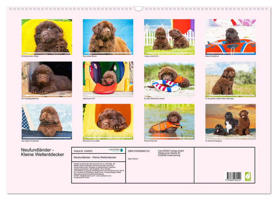 Neufundländer - Kleine Weltentdecker (CALVENDO Wandkalender 2027)