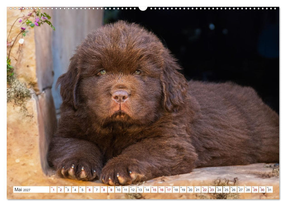 Neufundländer - Kleine Weltentdecker (CALVENDO Wandkalender 2027)